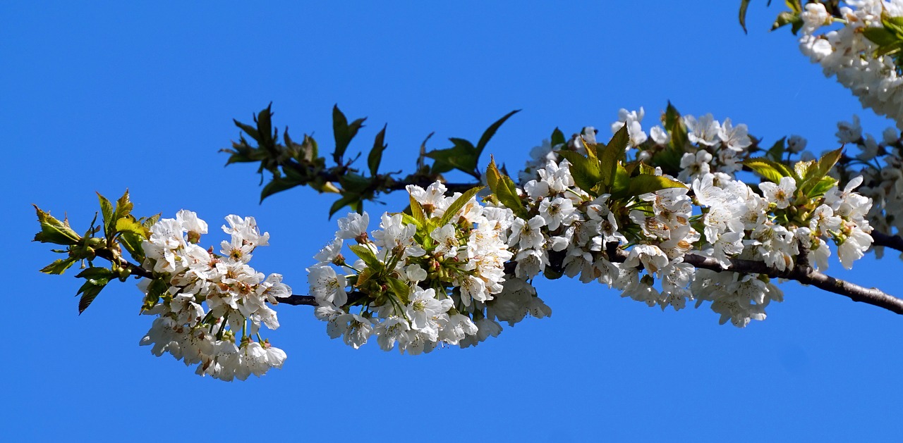 flower  tree  nature free photo