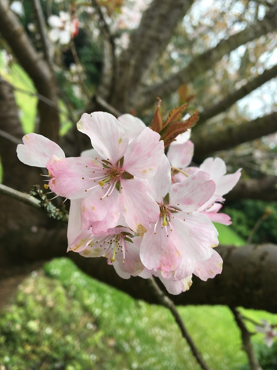 flower  tree  nature free photo