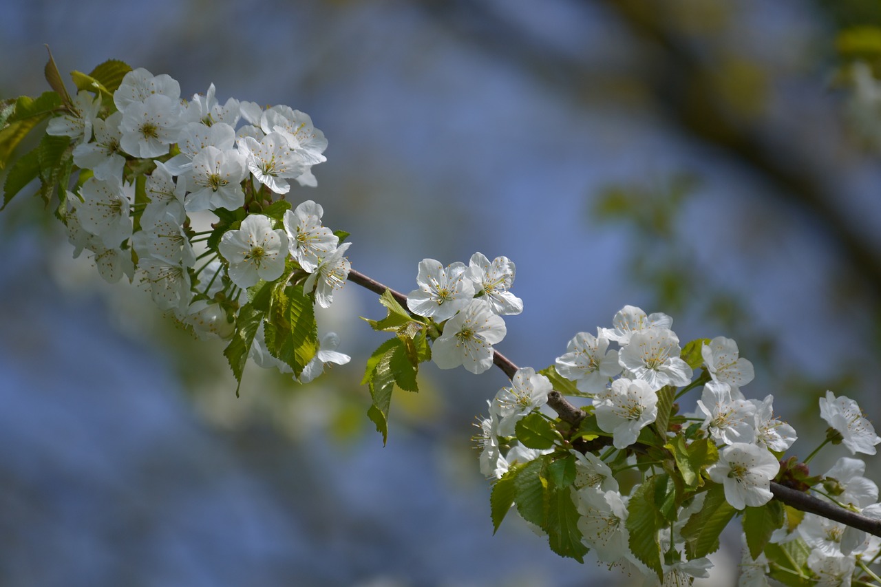 flower  tree  branch free photo