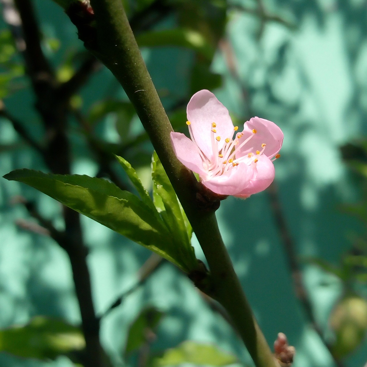 flower  nature  outdoors free photo