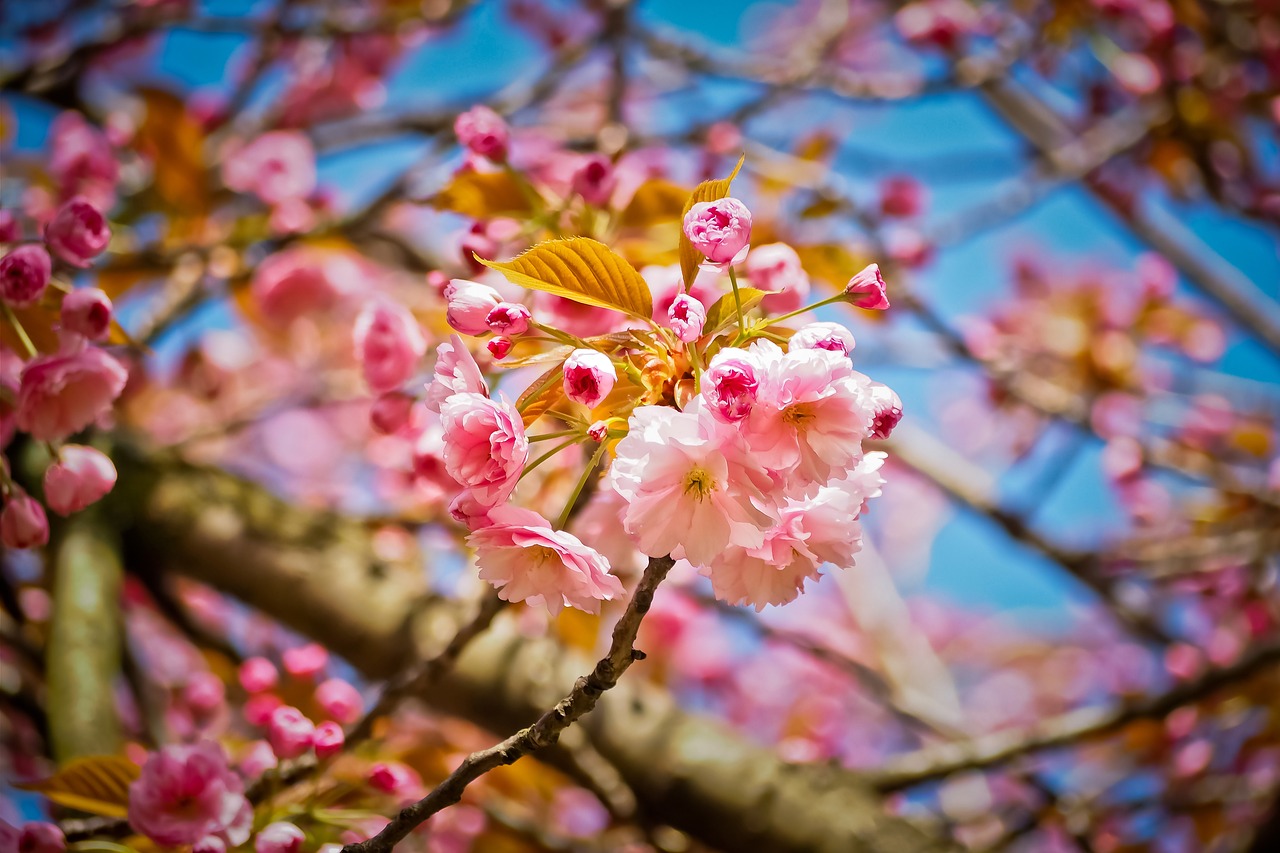 flower  nature  tree free photo