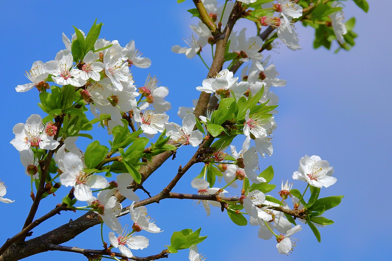 flower  branch  nature free photo