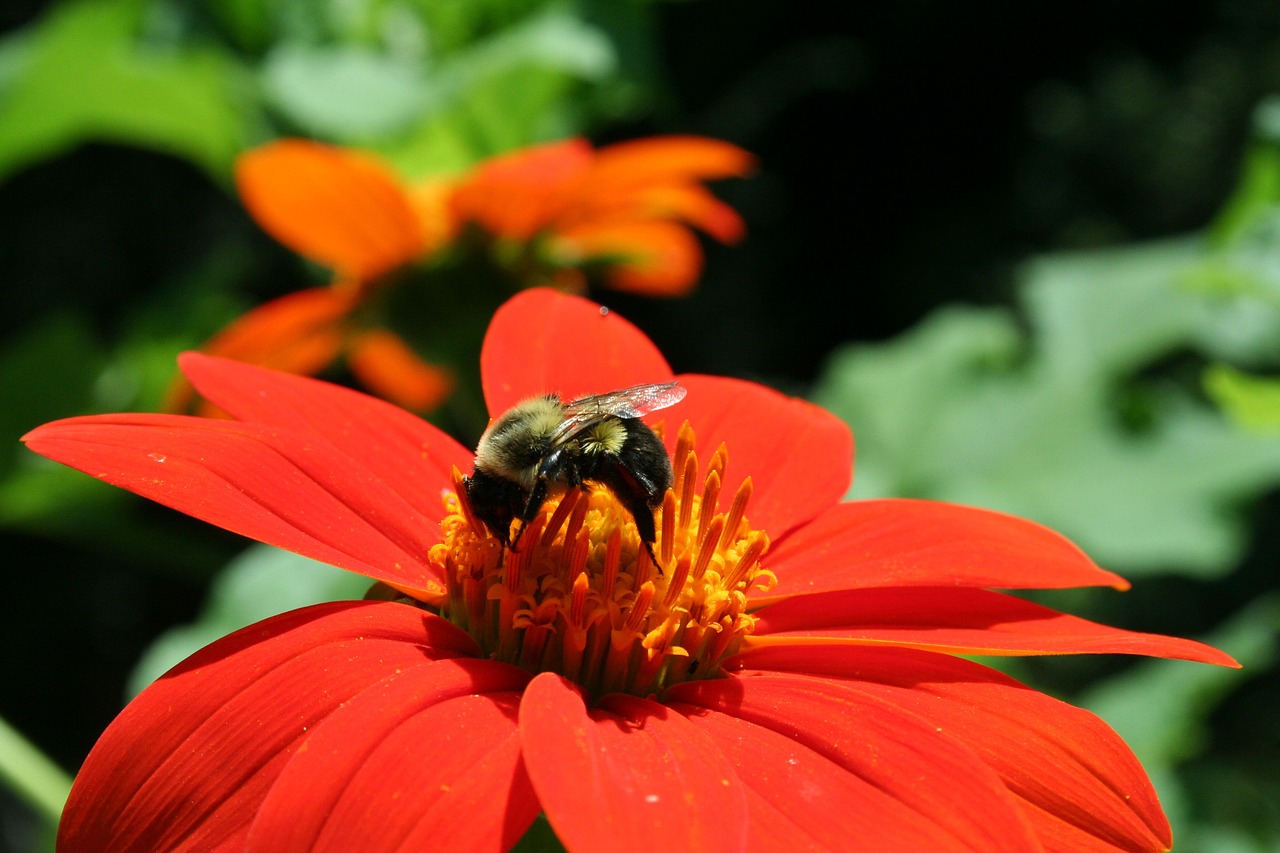 flower  nature  outdoors free photo