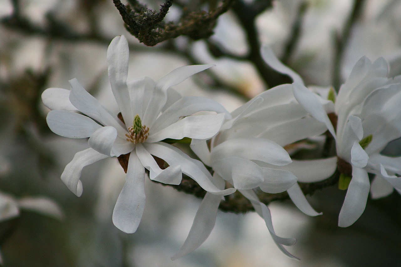 flower  plant  nature free photo