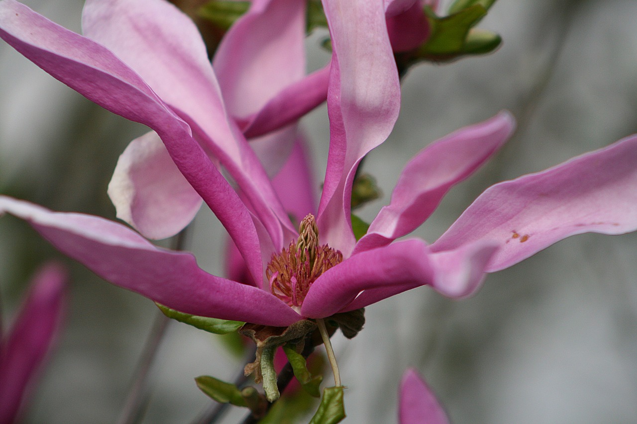 flower  plant  nature free photo