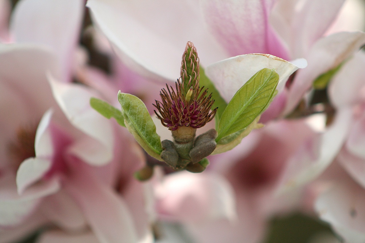 flower  plant  nature free photo