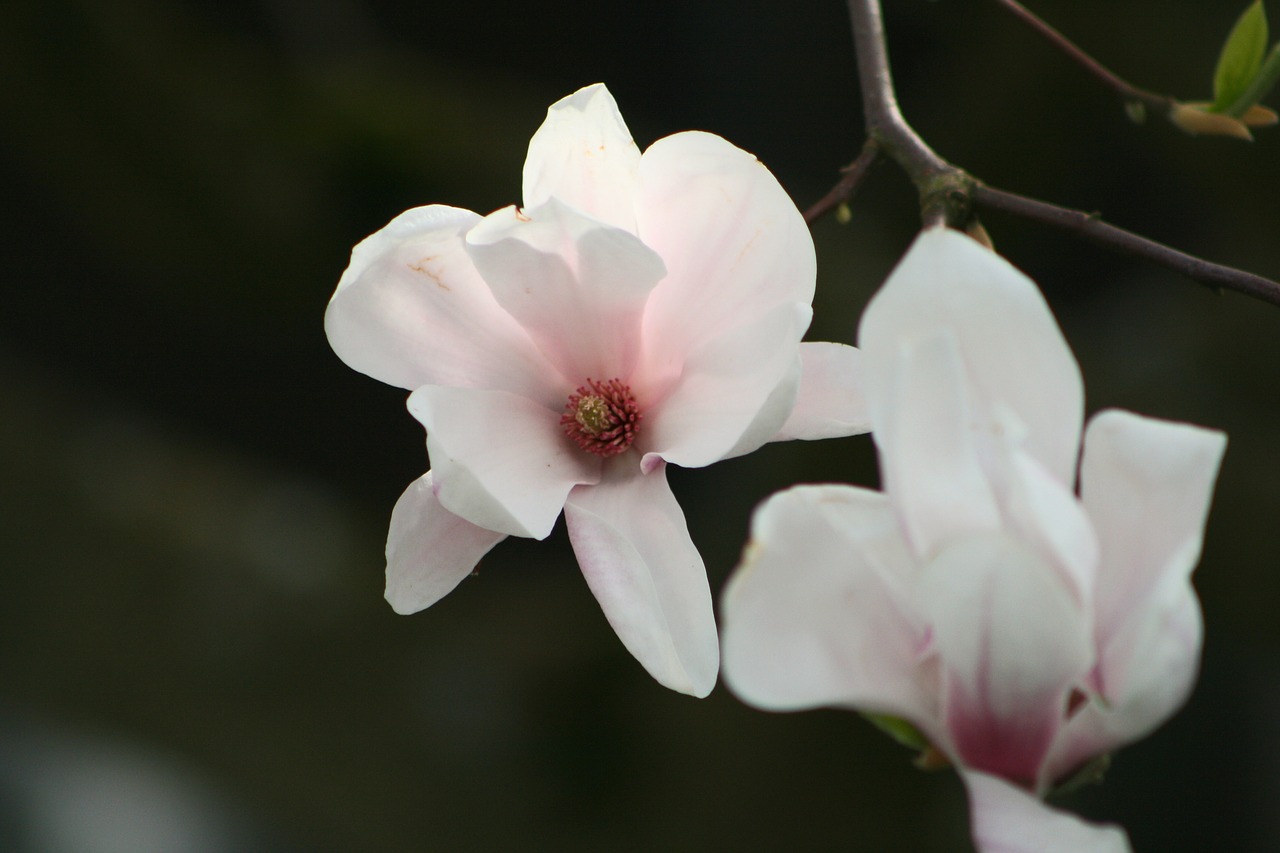 flower  plant  nature free photo