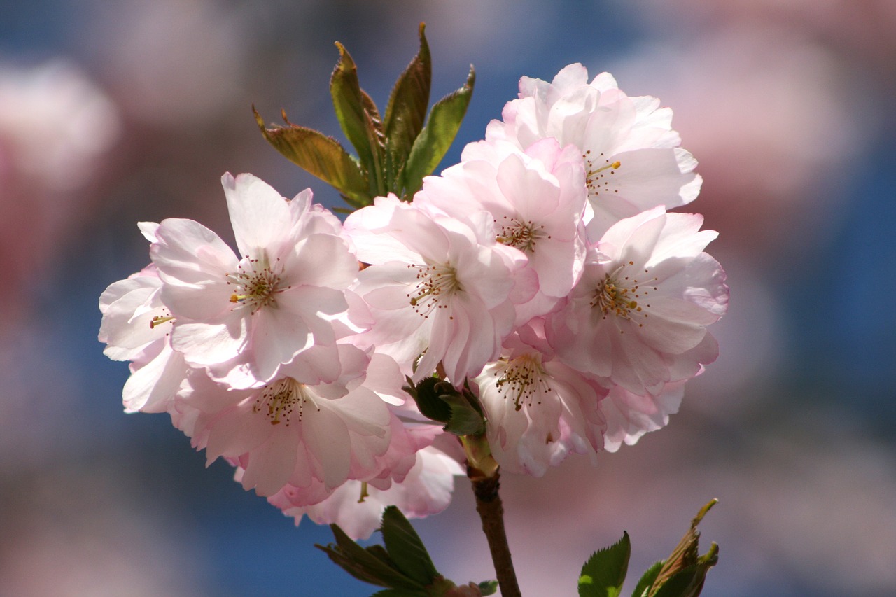 flower  plant  nature free photo