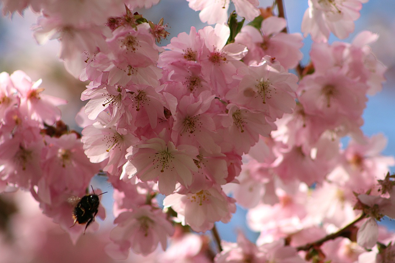 flower  cherry wood  tree free photo