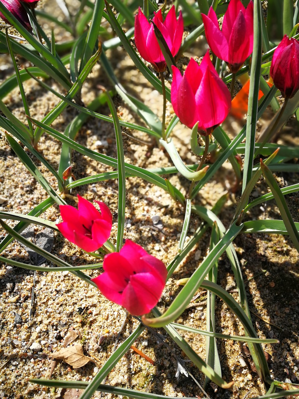 flower  nature  plant free photo