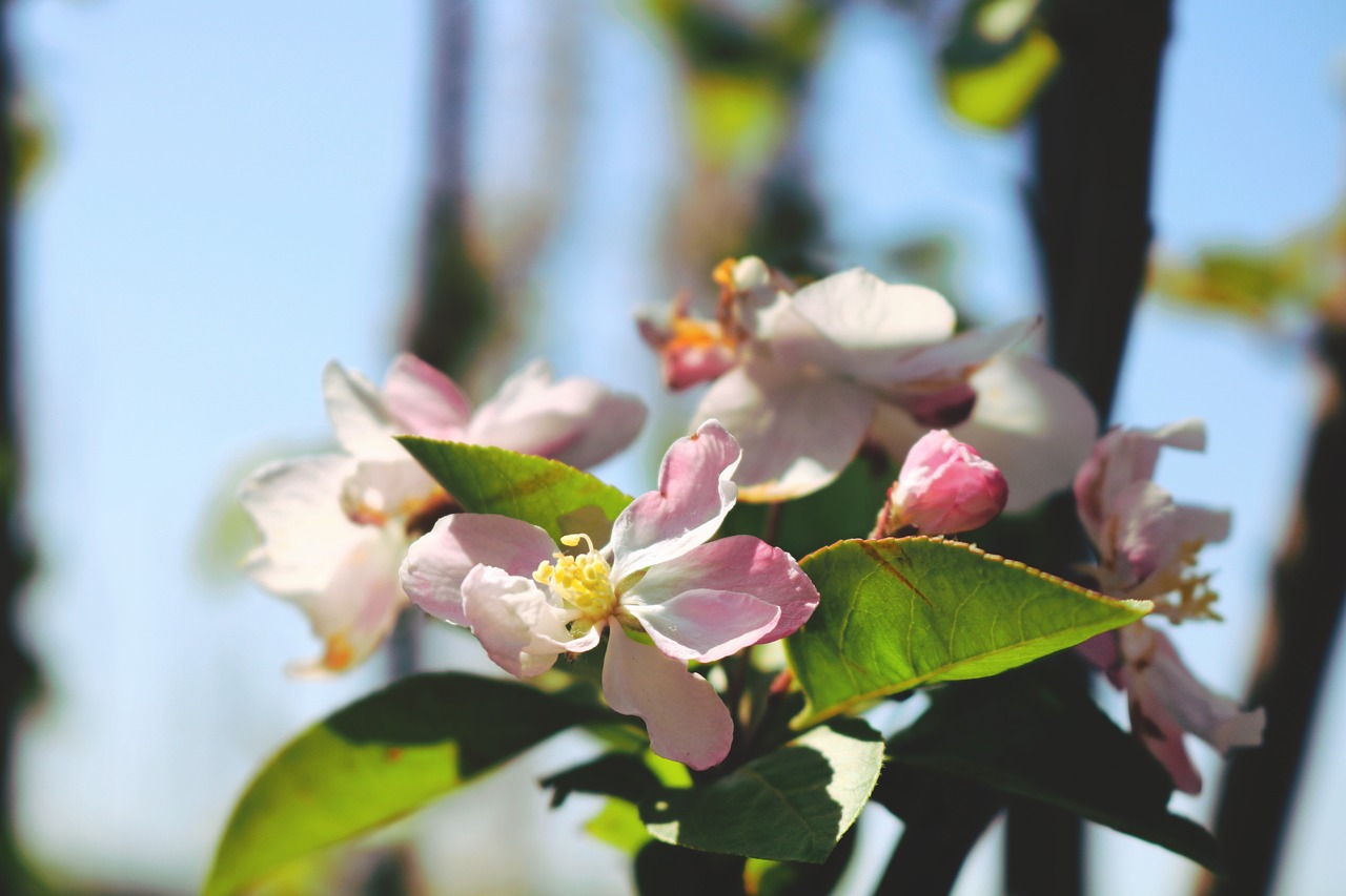 flower  nature  plant free photo