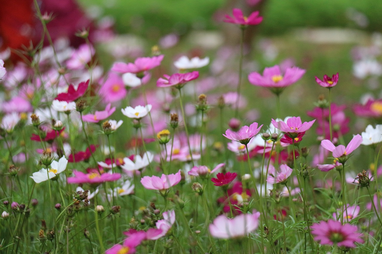 flower  nature  plant free photo