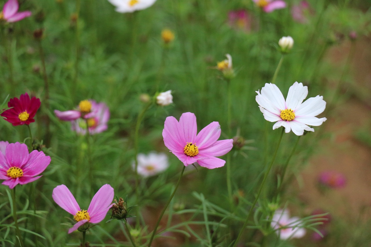 flower  nature  summer free photo