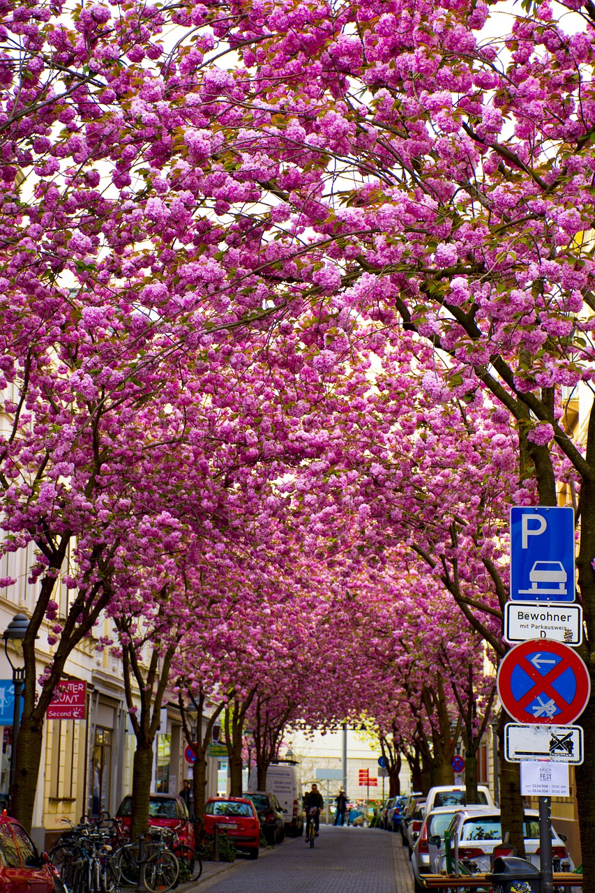 flower  tree  season free photo