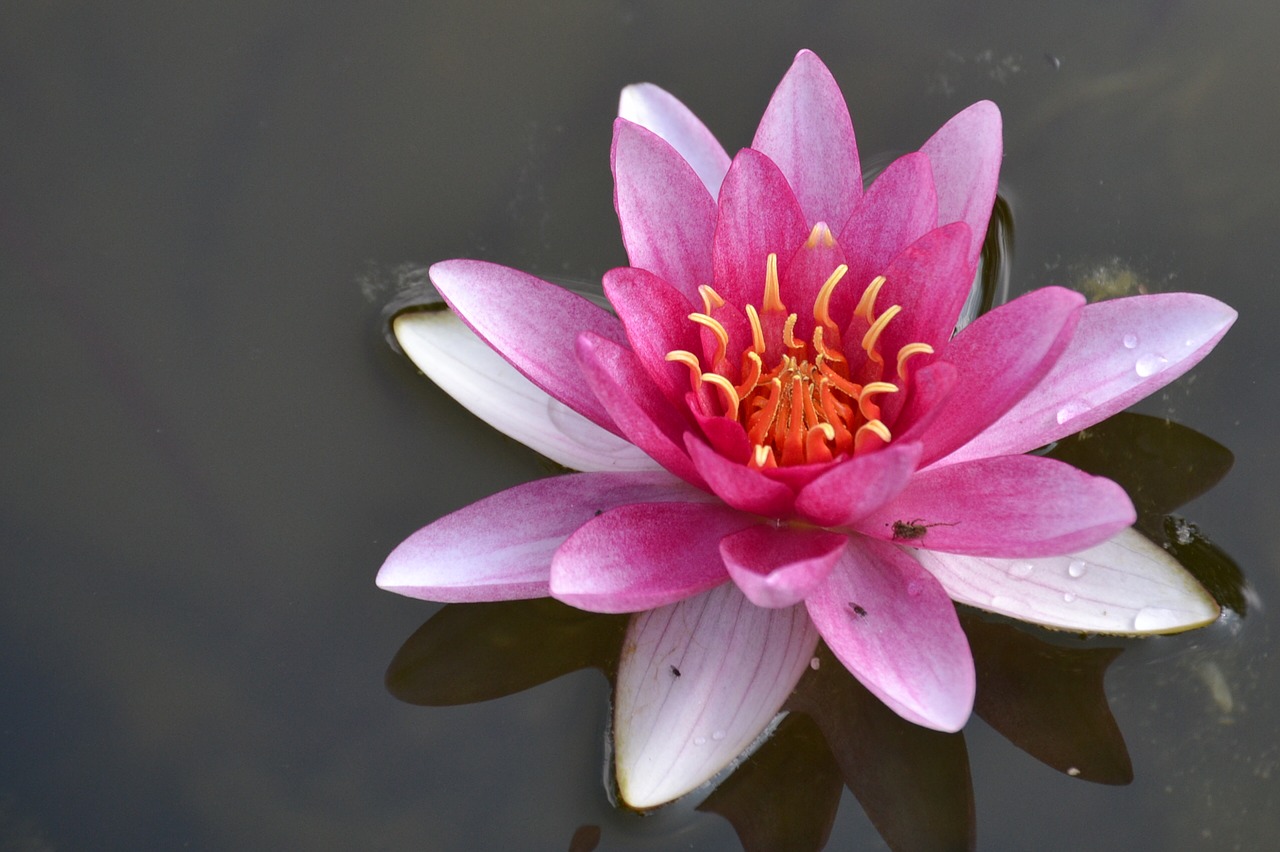 flower  plant  lotus free photo