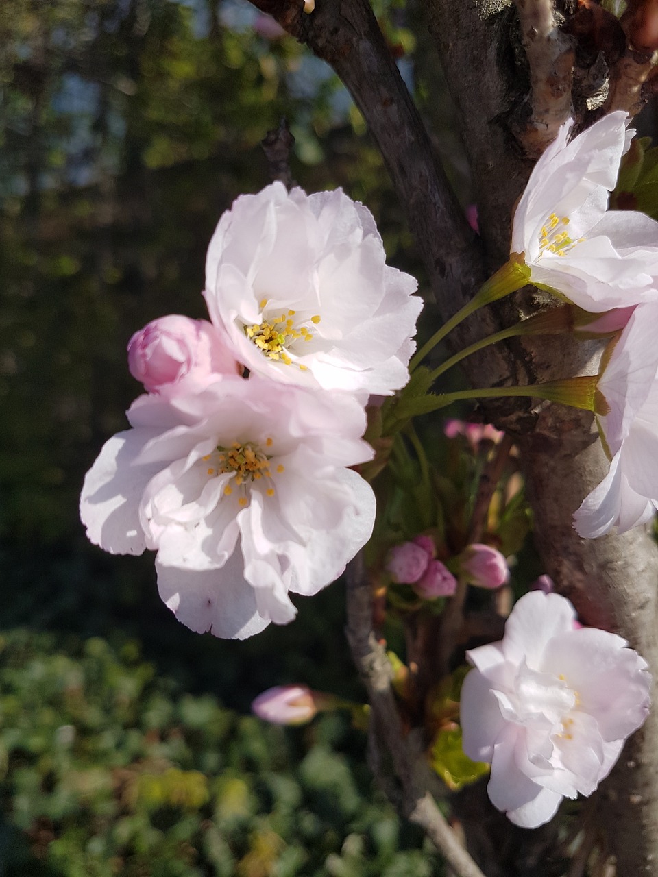 flower  nature  plant free photo