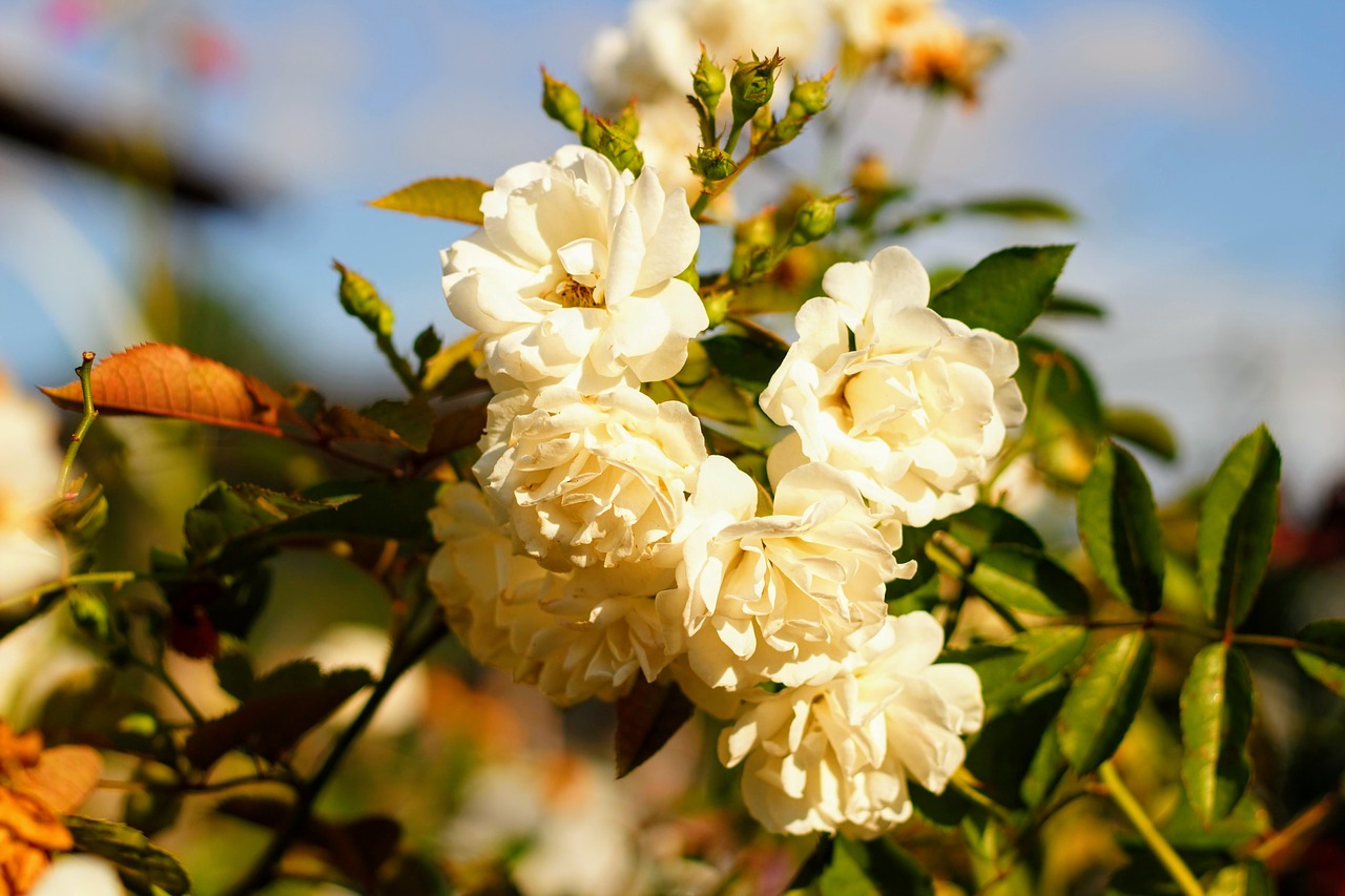 flower  nature  plant free photo