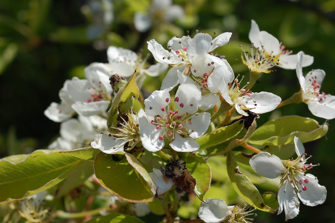 flower  nature  plant free photo