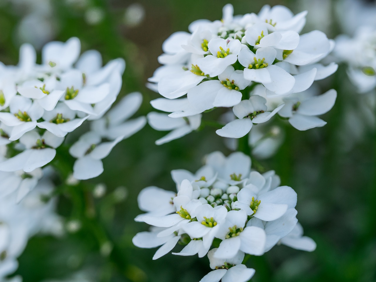 flower  flowers  bright spring free photo