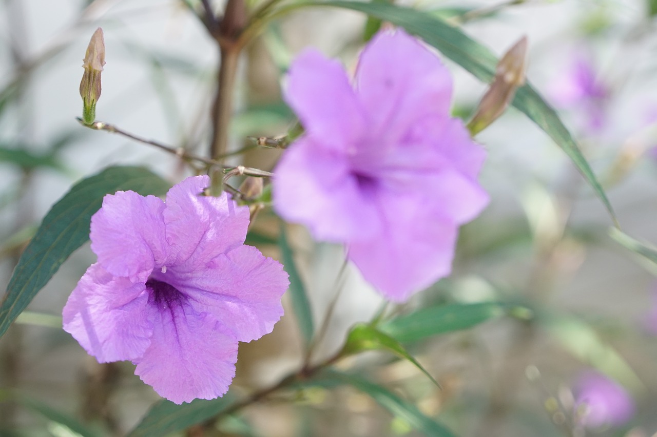 flower  plant  nature free photo