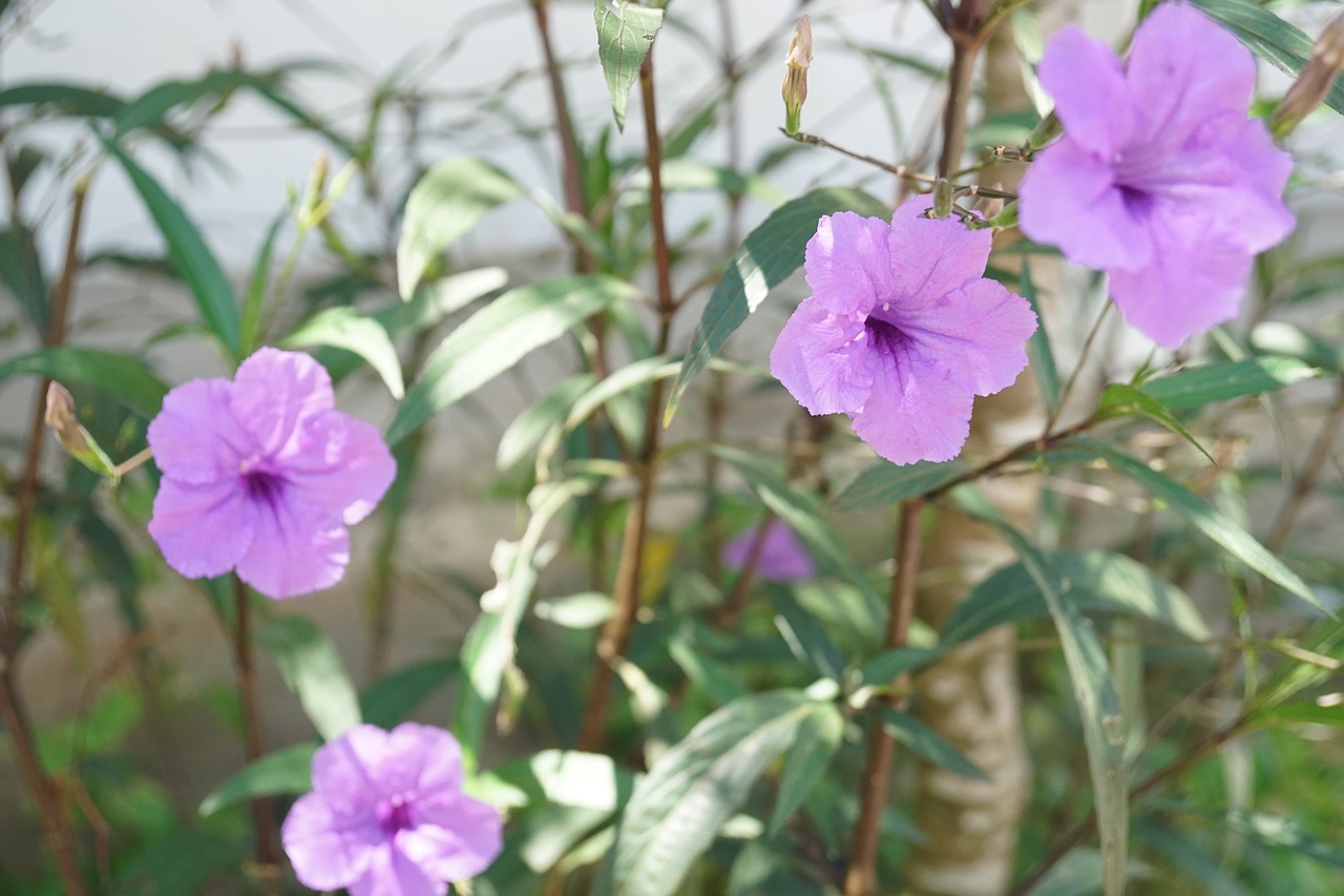 flower  plant  nature free photo