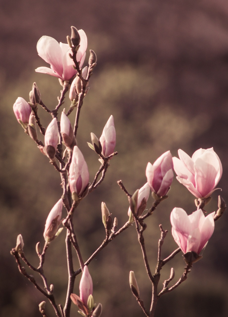 flower  magnolia  pink free photo