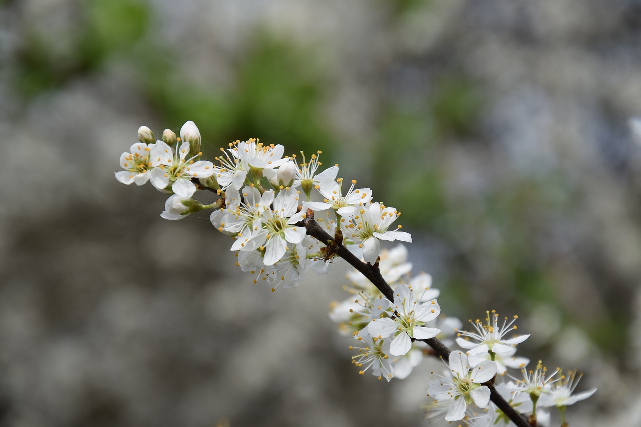 flower  plant  nature free photo