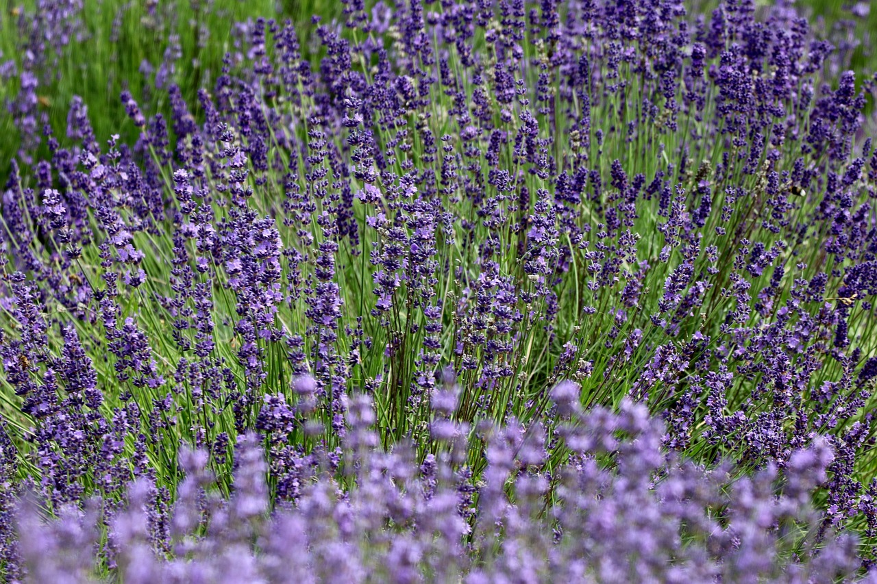 flower  lavender  nature free photo