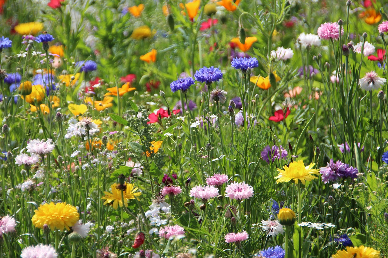 flower  plant  nature free photo