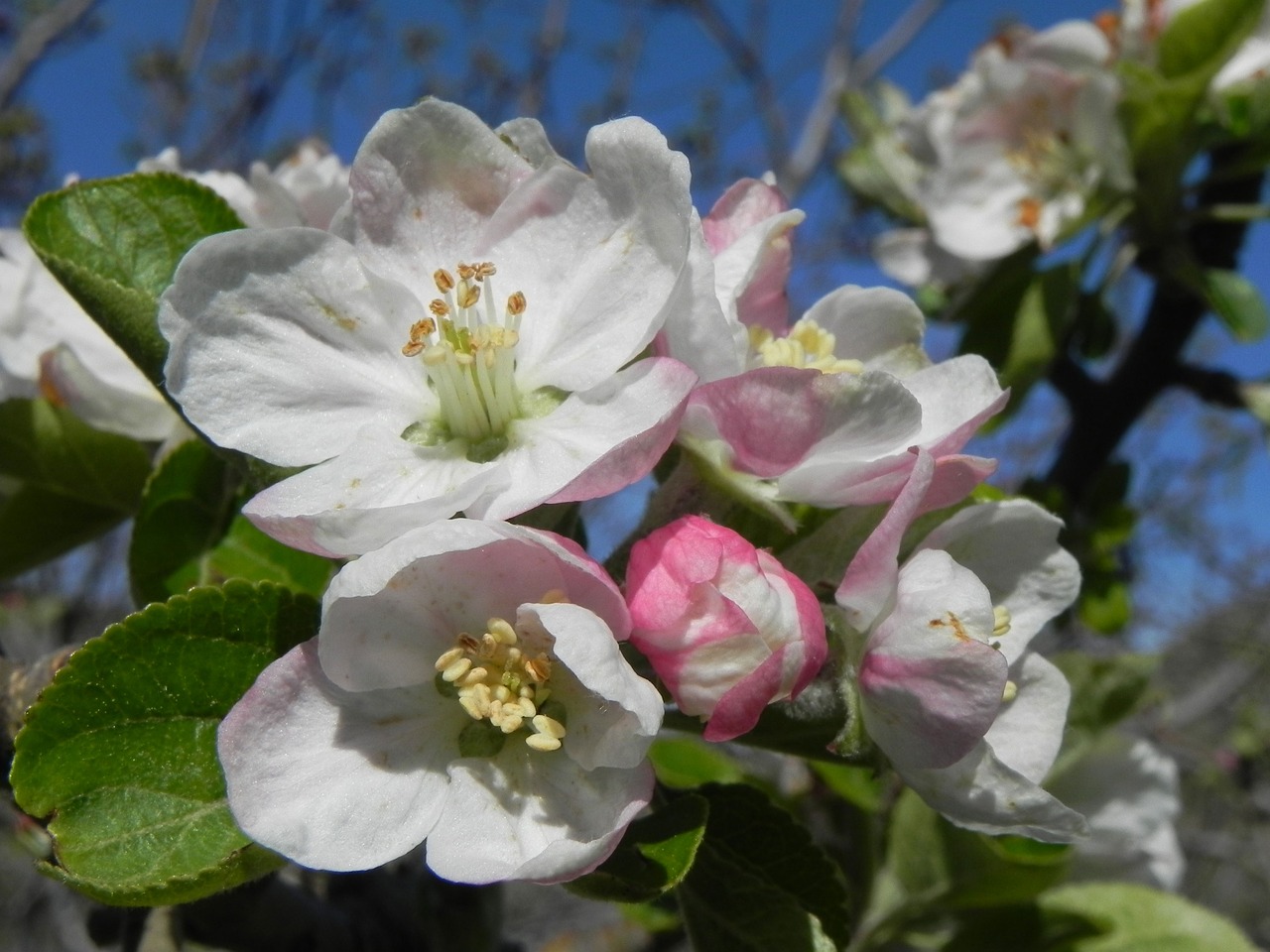 flower  plant  tree free photo