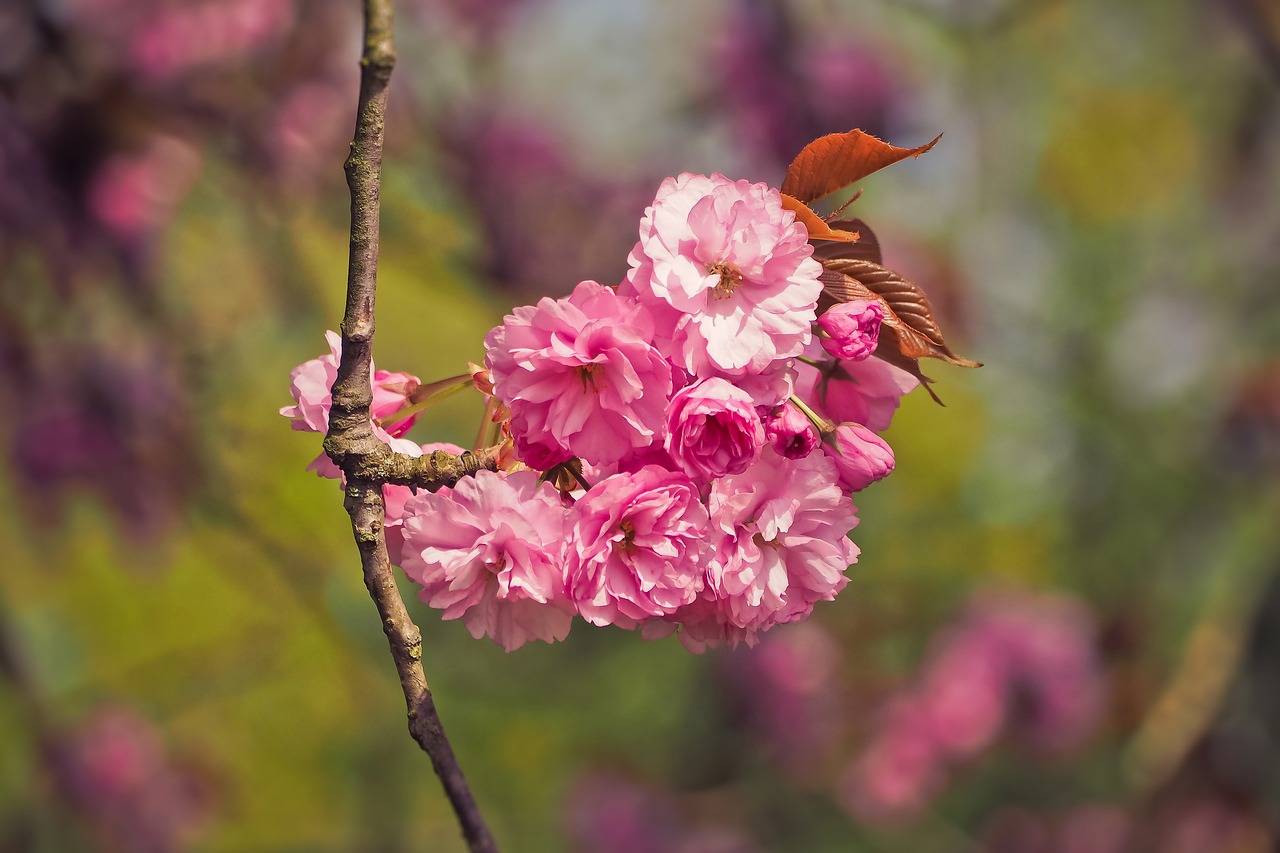 flower  nature  tree free photo