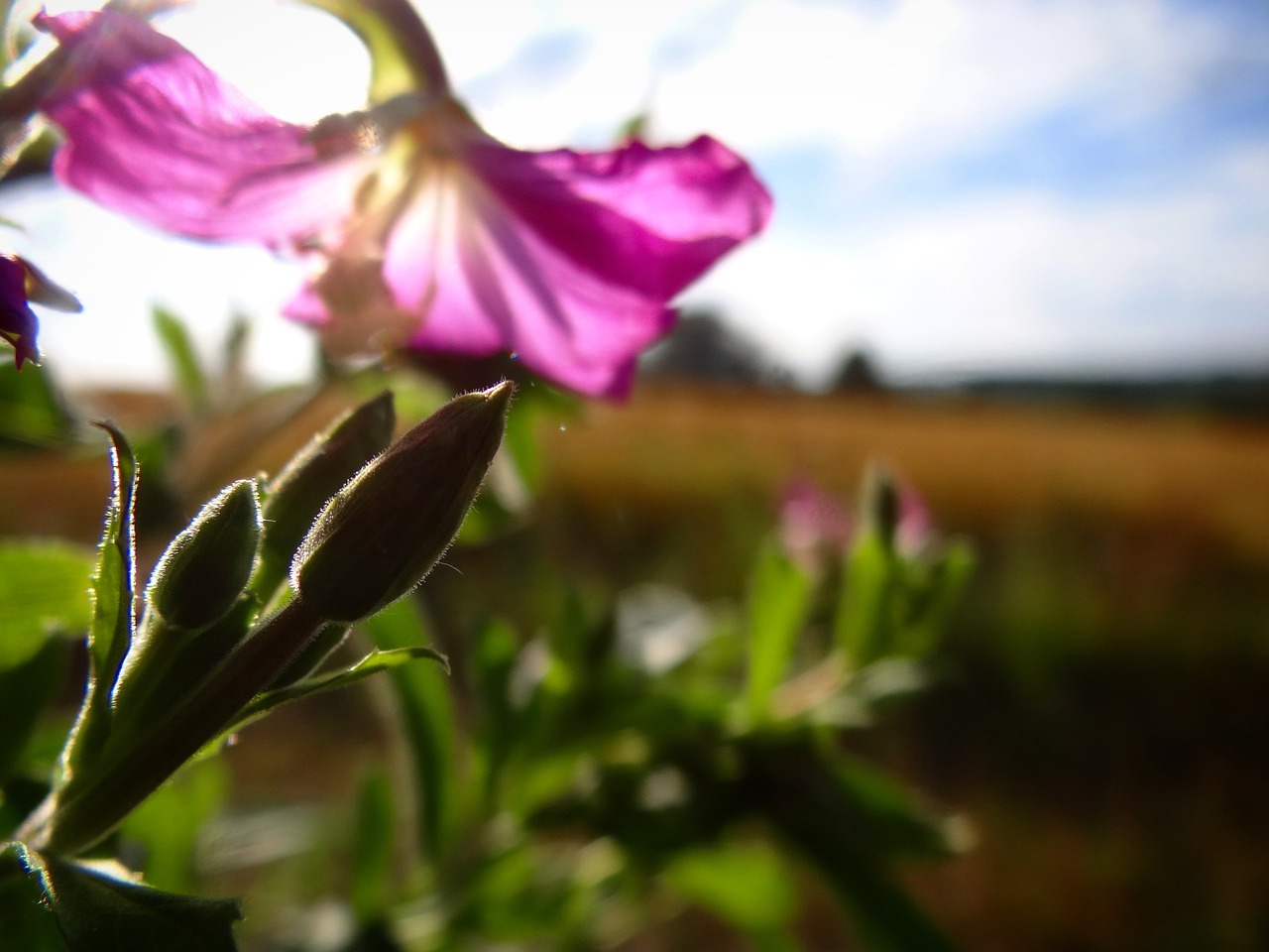 flower  summer  spring free photo