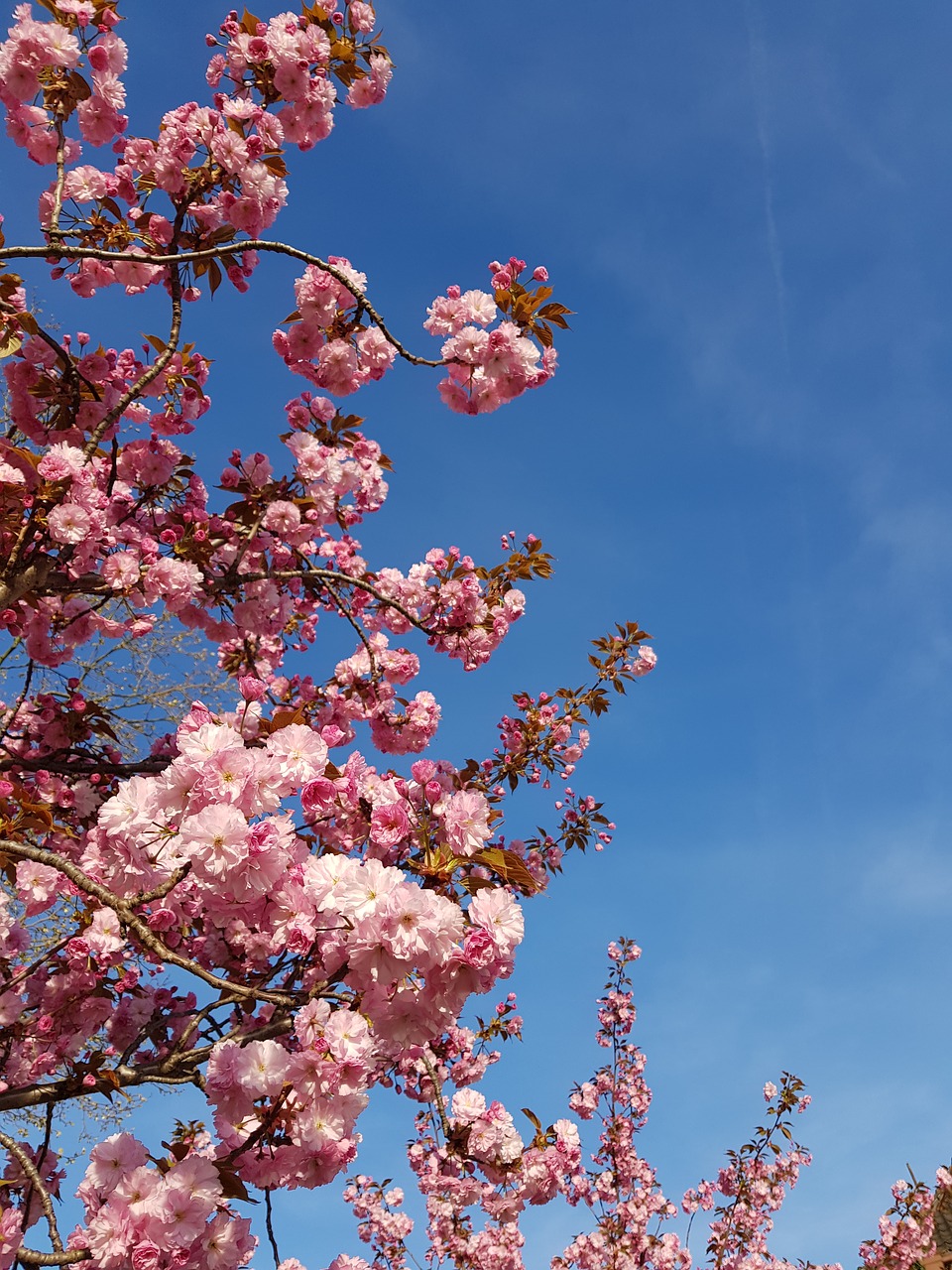 flower  cherry wood  tree free photo