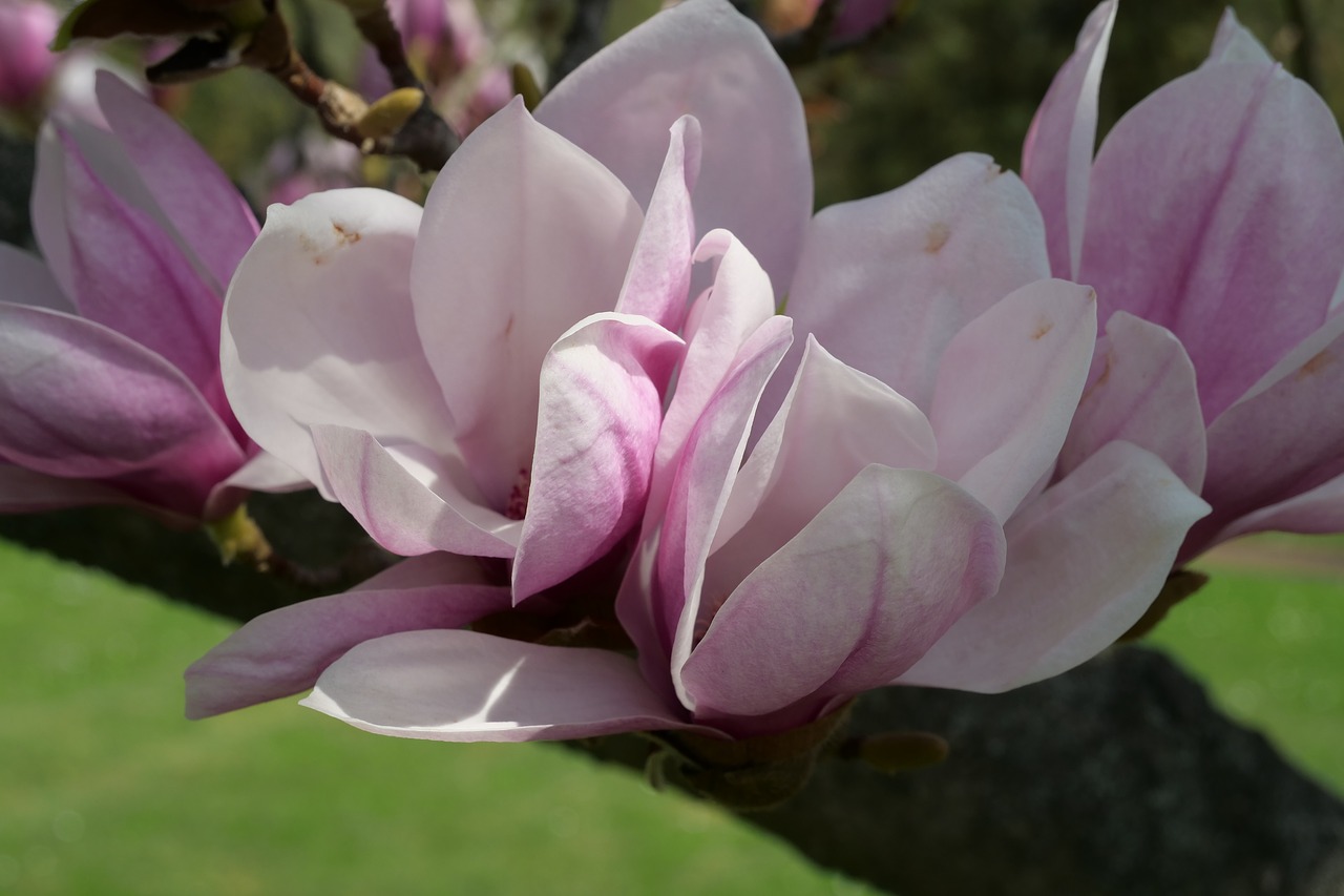 flower  plant  yolanda's-magnolia free photo