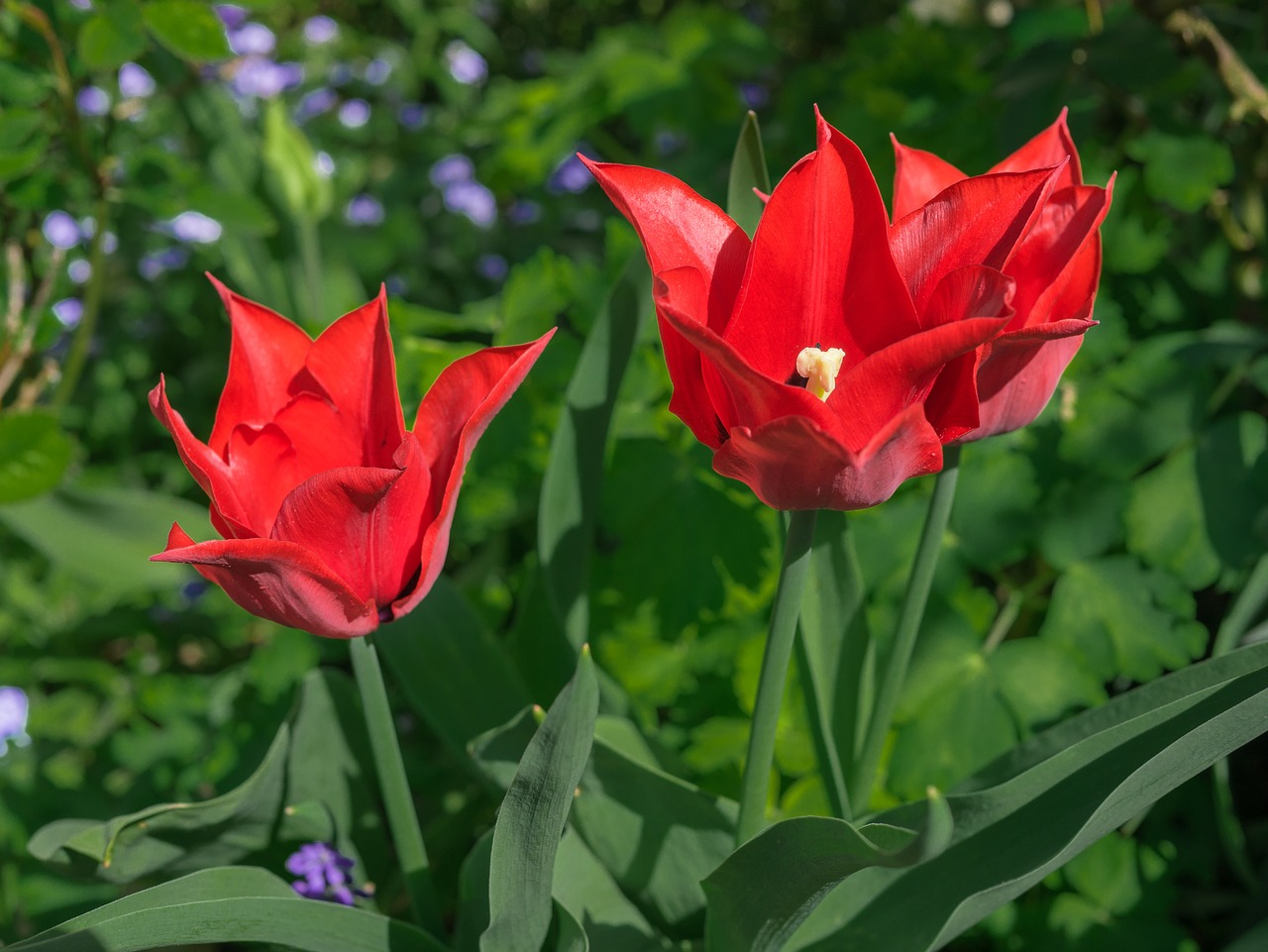 flower  tulip  bright free photo