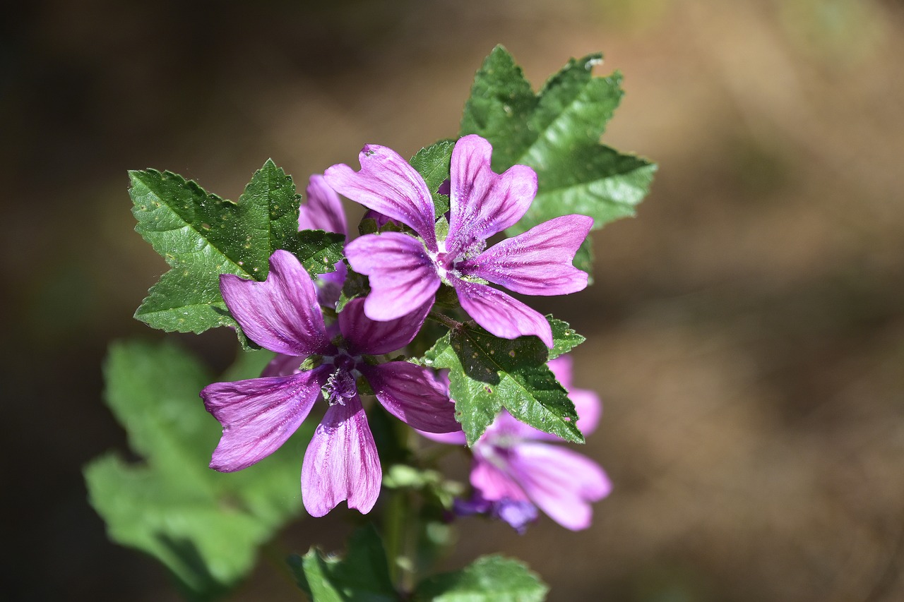 flower  plant  nature free photo