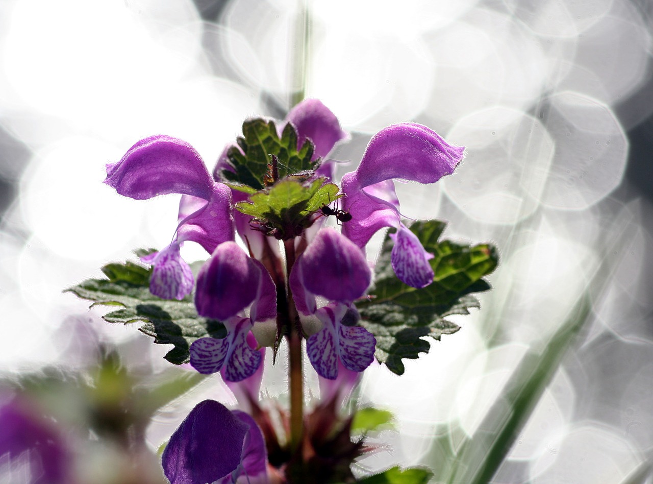 flower  plant  floral free photo