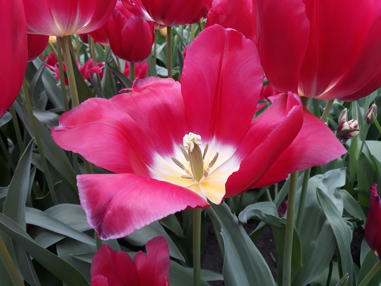 flower  tulip  plant free photo