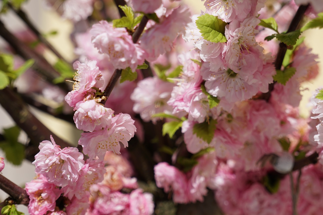 flower  plant  cherry wood free photo