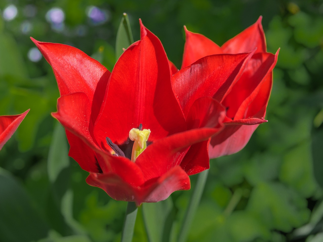 flower  tulip  color free photo