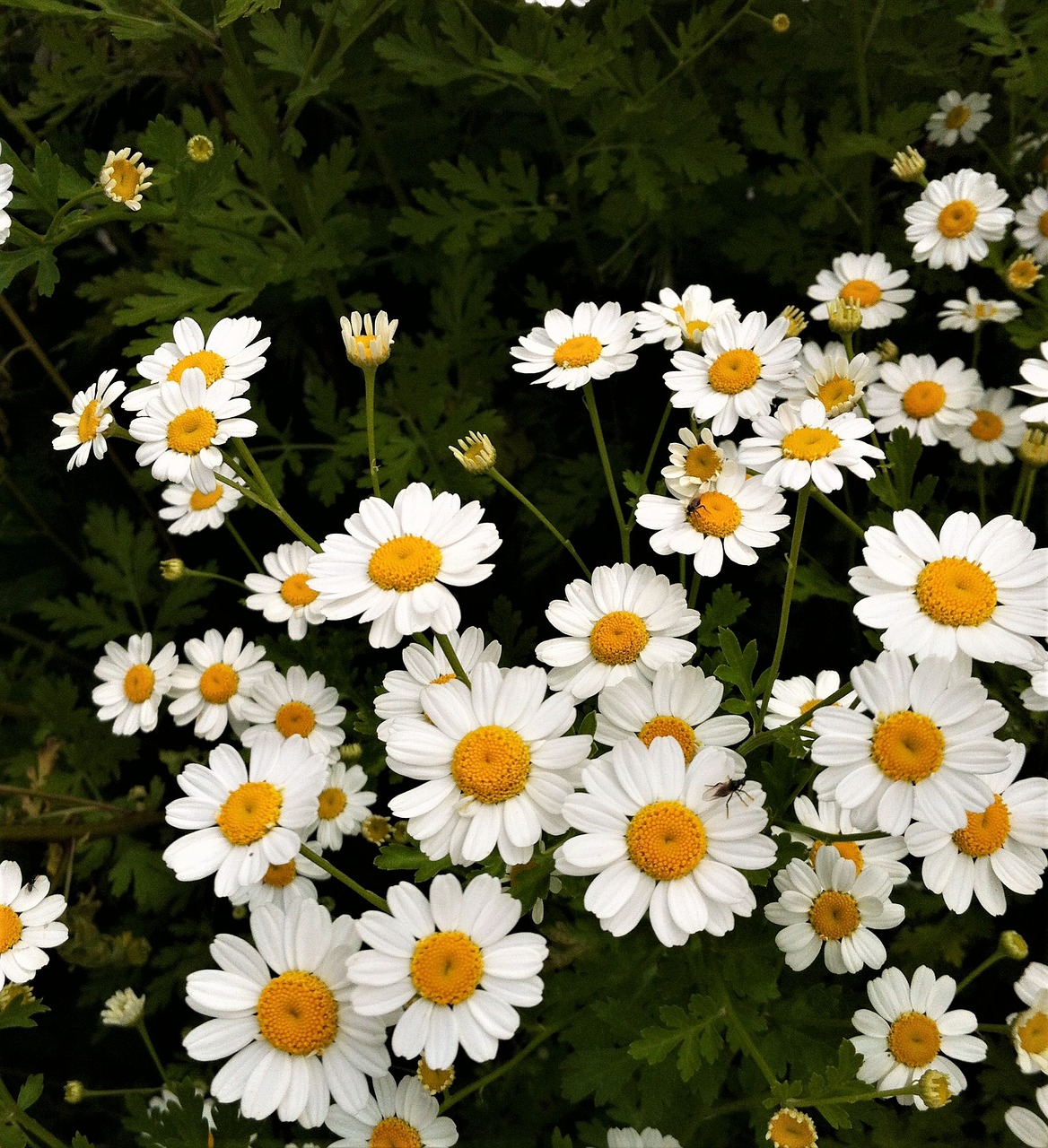 flower  flora  chamomile free photo