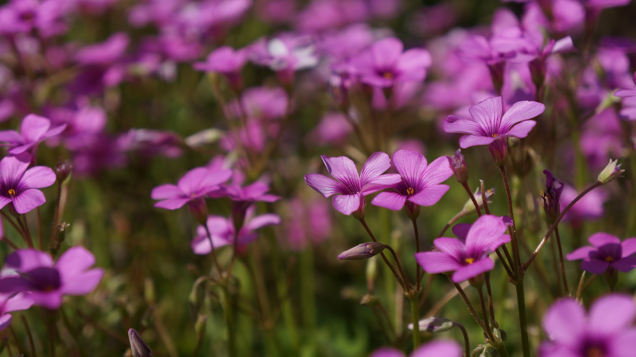 flower  flora  nature free photo