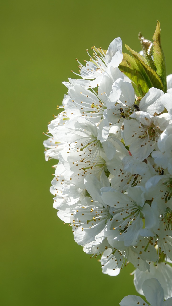 flower  plant  nature free photo