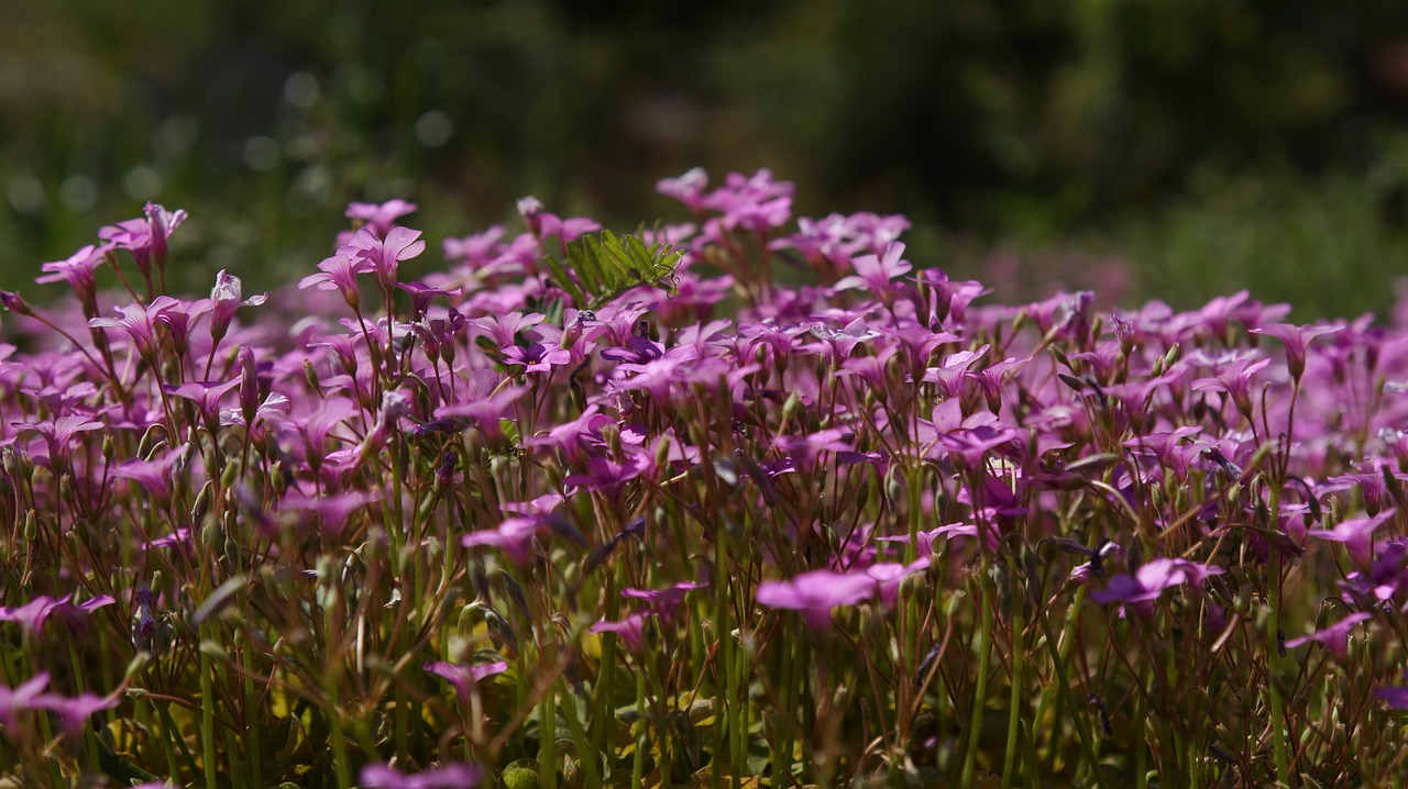 flower  nature  flora free photo