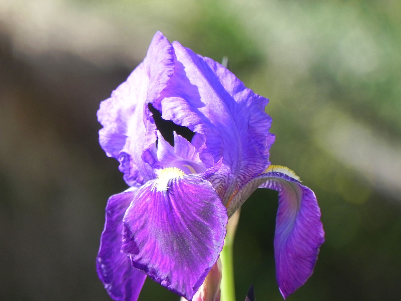 flower  nature  plant free photo