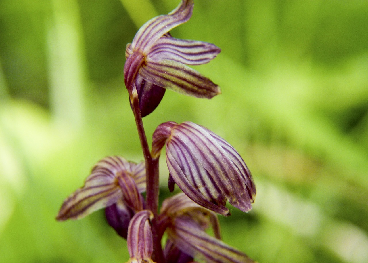 flower plant nature free photo