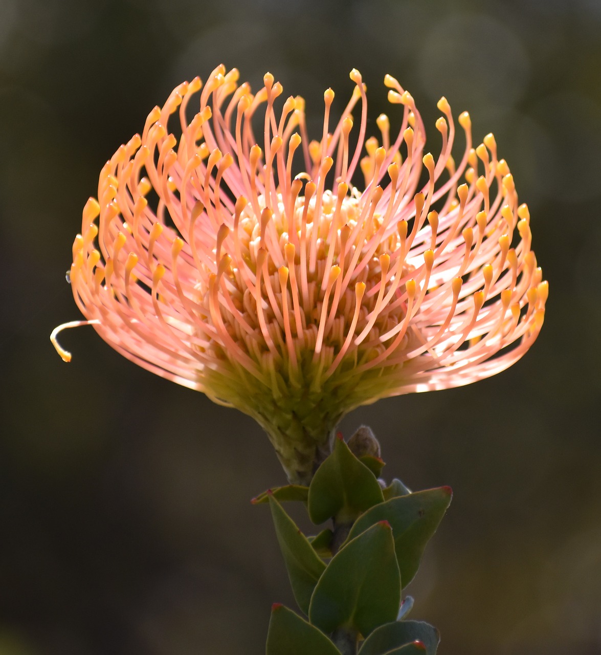 flower  flora  nature free photo