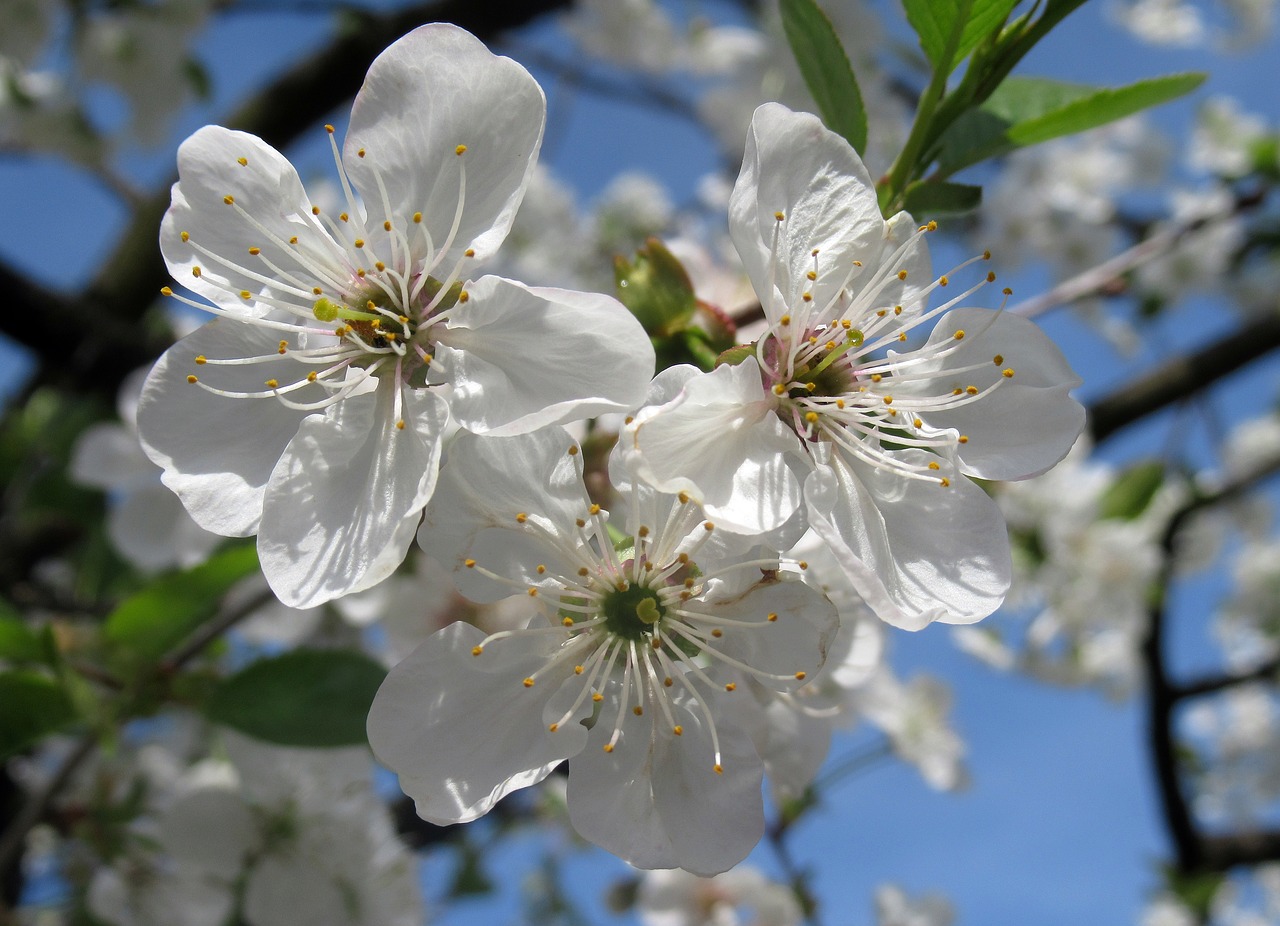 flower  cherry  wood free photo