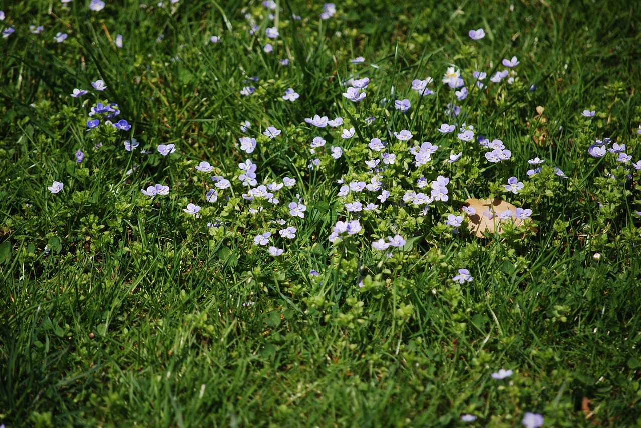 flower  plant  nature free photo