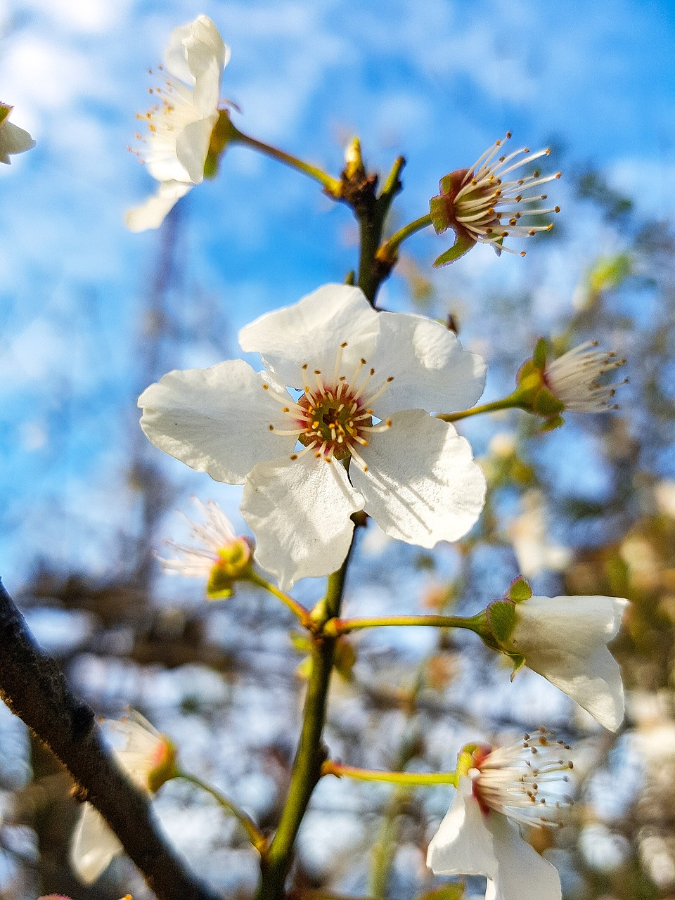 flower  branch  tree free photo